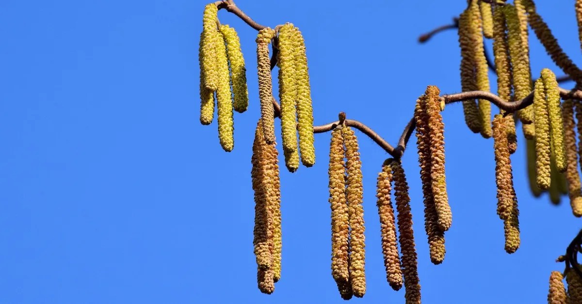 Grass Vs Tree Pollen Allergy Symptoms 10 Facts (2024) Cryotherapy