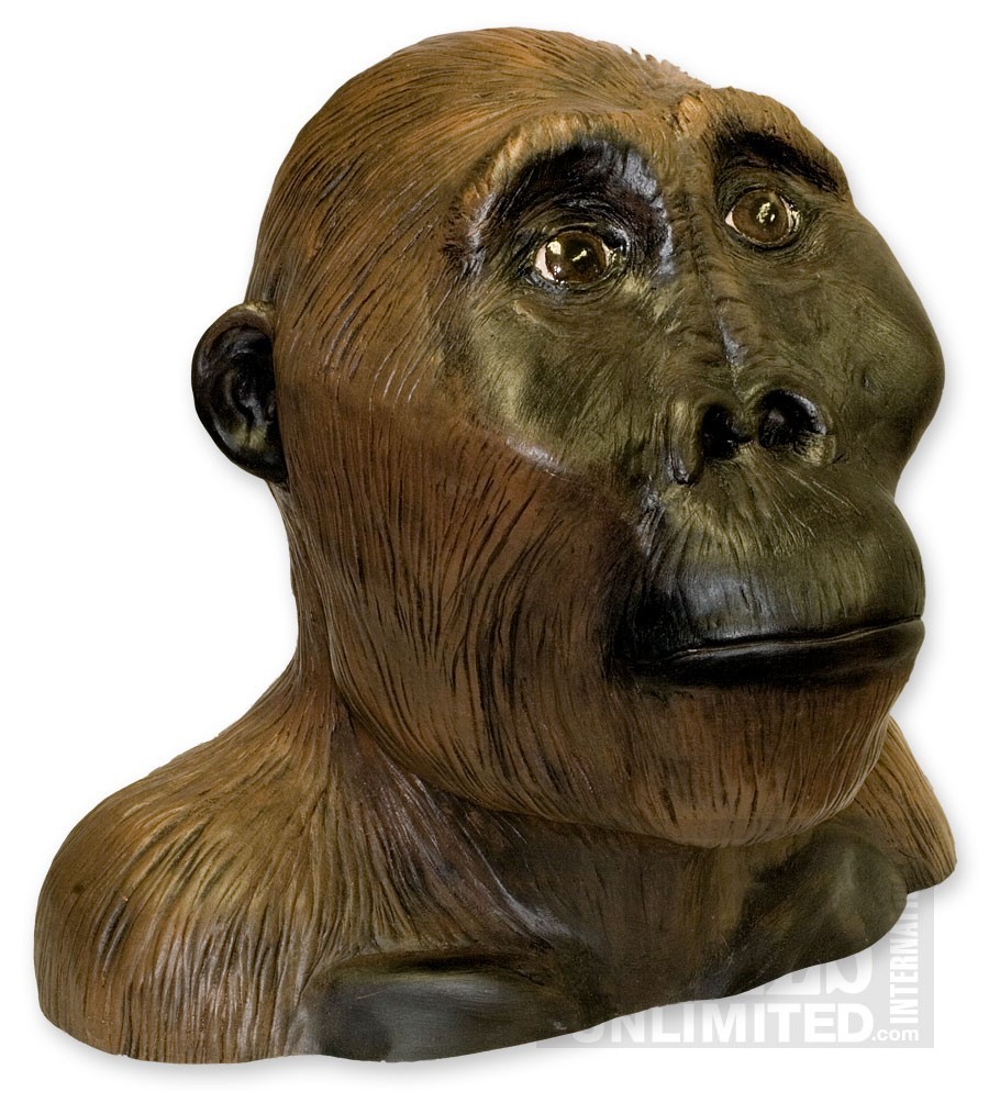 Cryptomundo » Zinjanthropus Bust