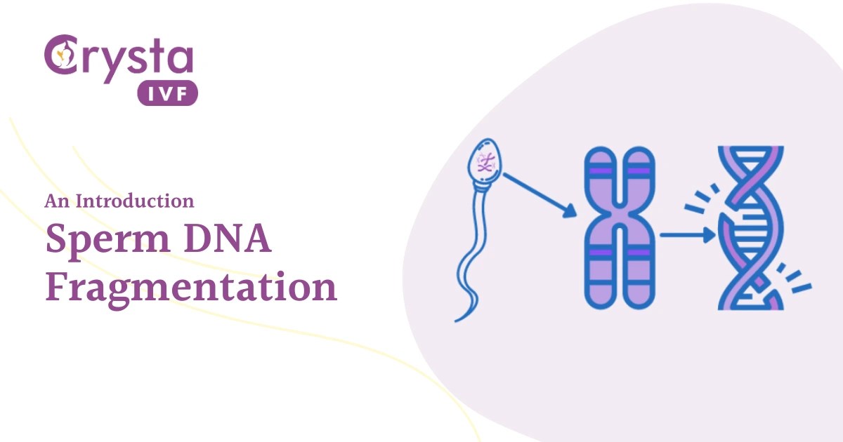 Sperm DNA Fragmentation Its Implications for Male Fertility