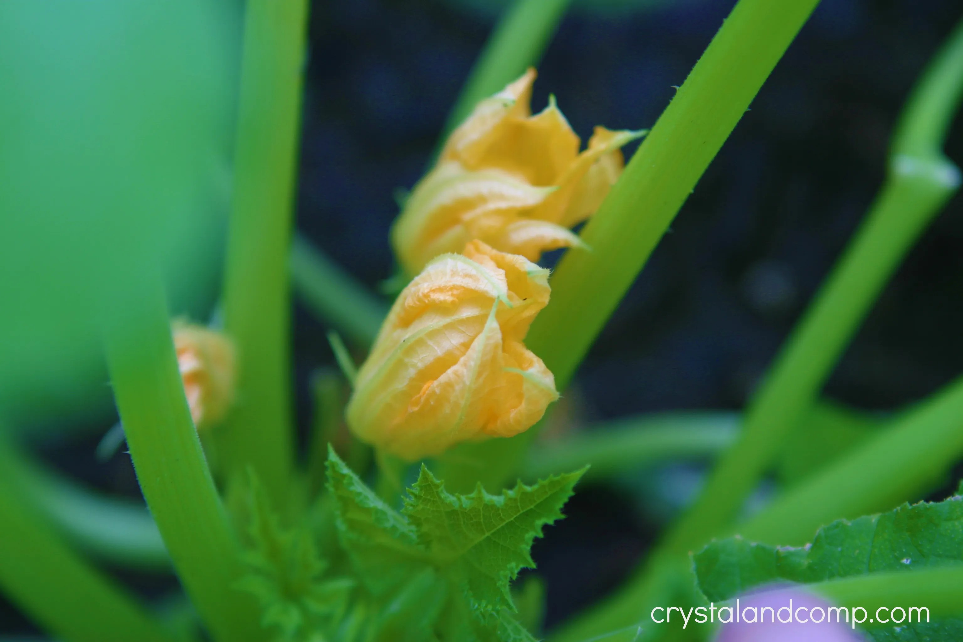 Organic Garden Female Squash and Male Squash (Who Knew