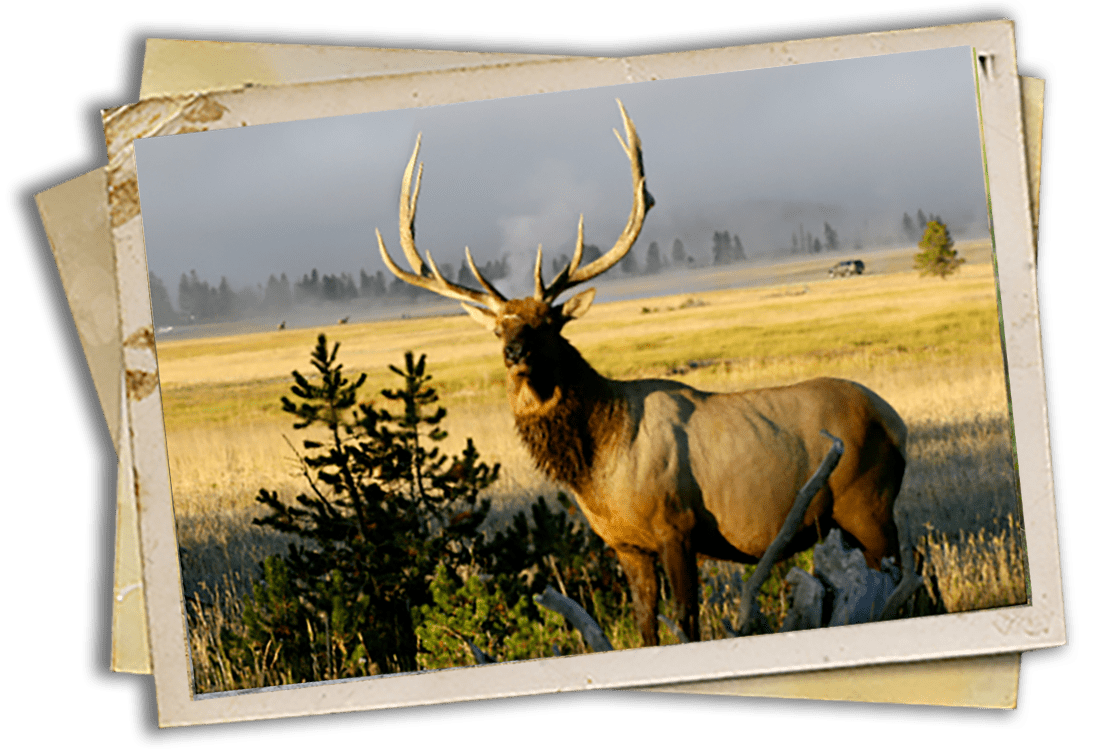 Elk Antler Chandeliers and Furniture by Crystal Farm