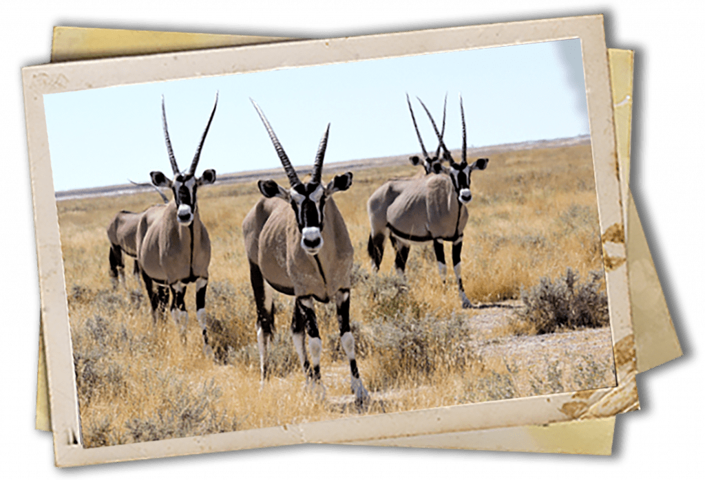 Gemsbok Antler Chandeliers and Furniture by Crystal Farm