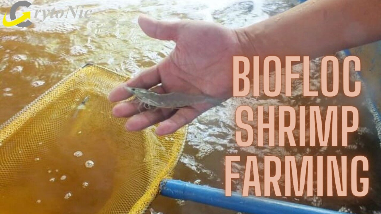 biofloc shrimp farming