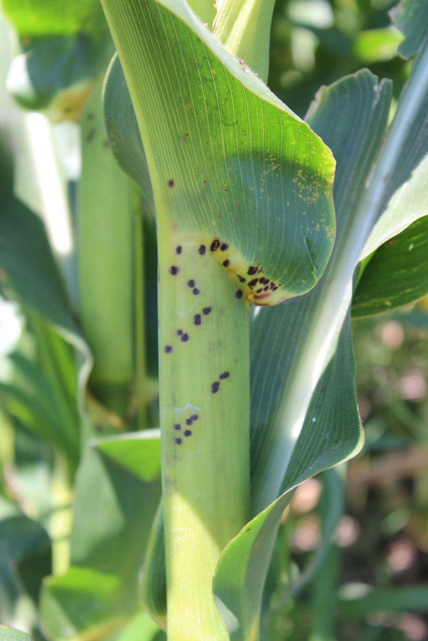 Corn Leaf Diseases Crop Science US