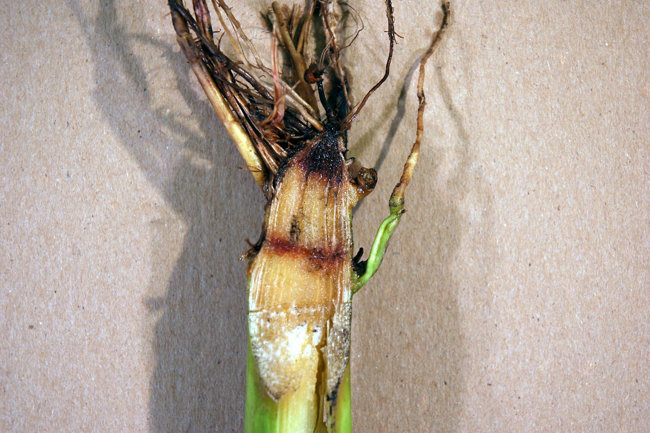 Crown Rot A Complex Issue in Corn Production Crop Science US
