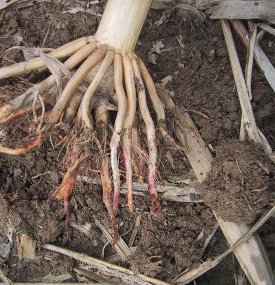 Red Root Rot in Corn