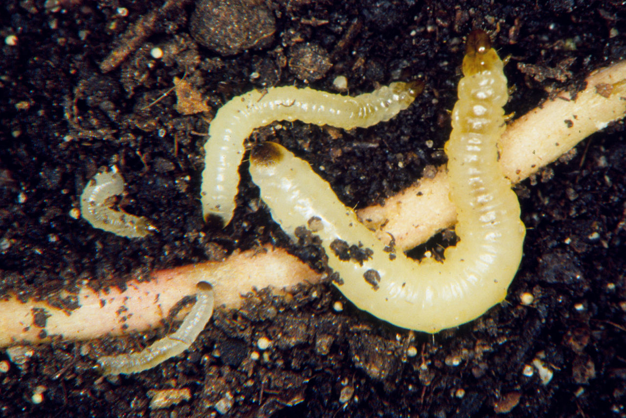Northern Corn Rootworm and Extended Diapause