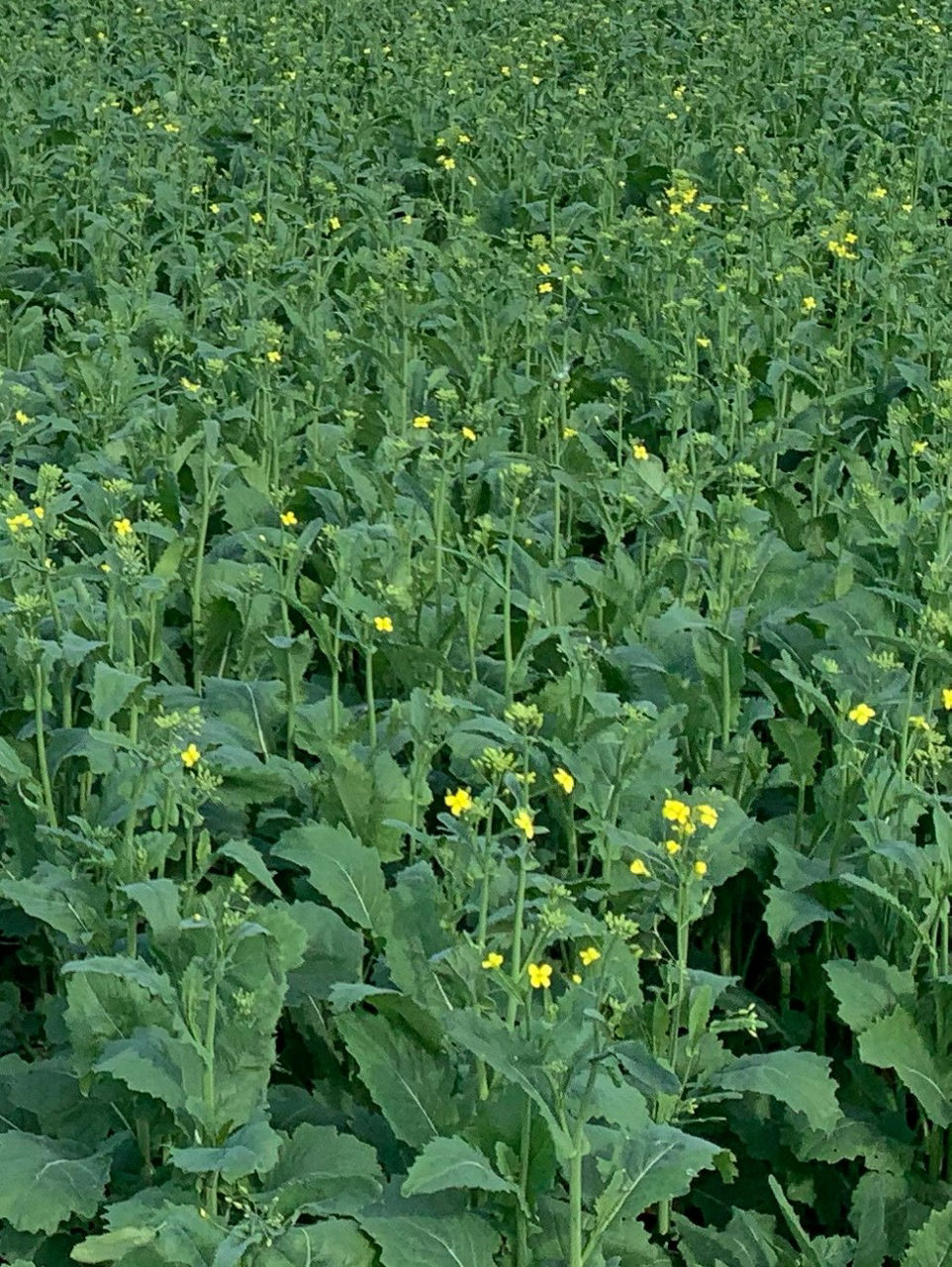 Determining Canola Growth Stages Crop Science US