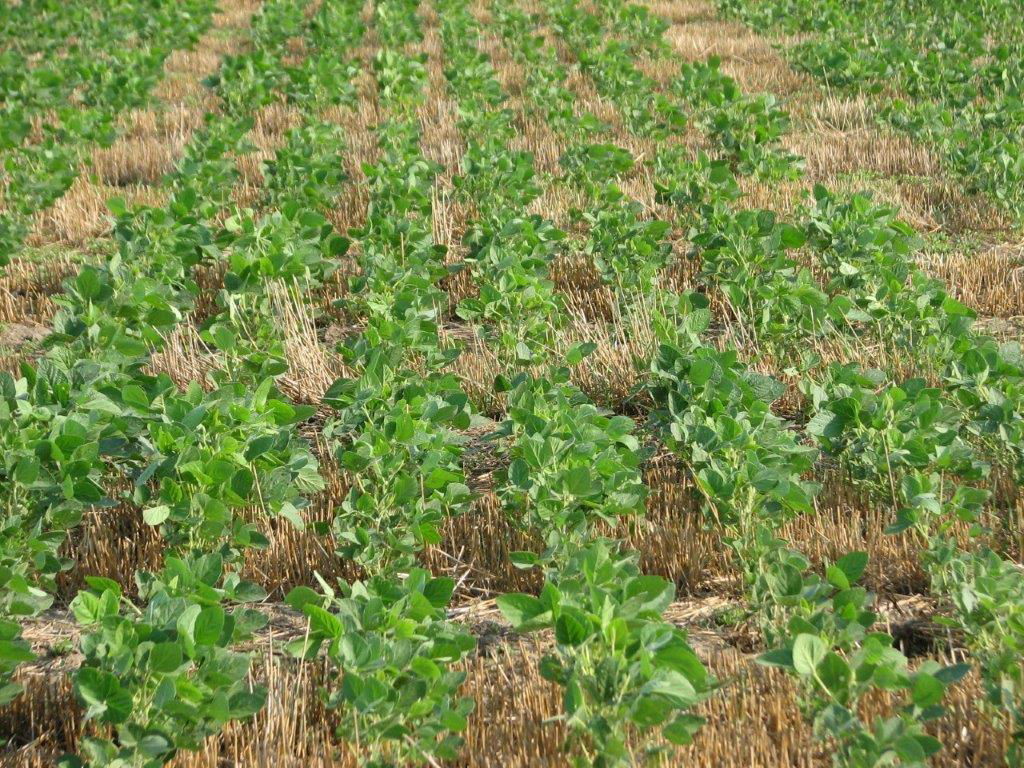 DoubleCropping Soybeans After Wheat Crop Science US