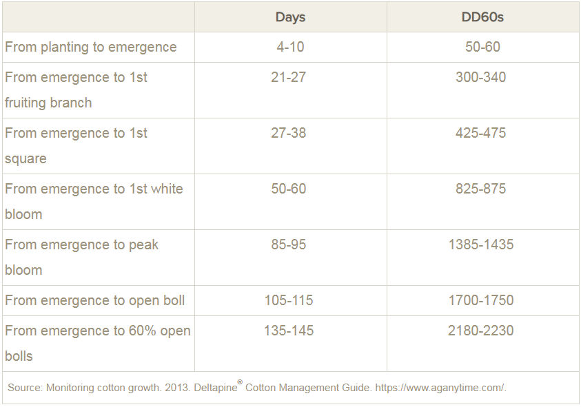 Cotton Growth and Development Crop Science US