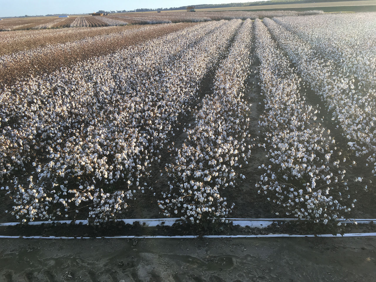 Narrowing in on Wide Row Cotton Spacing Crop Science US