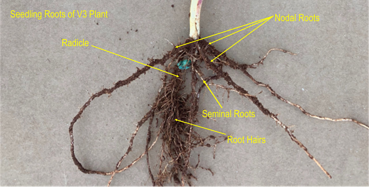 Corn Brace Roots and Overall, Root Function Crop Science US