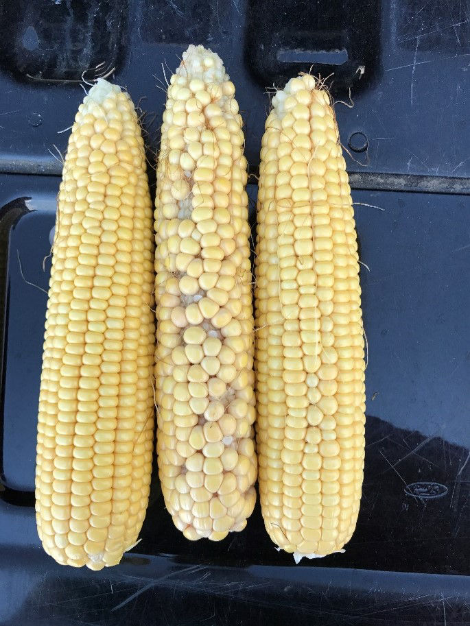 Accessing Corn Pollination and Fertilization Crop Science US