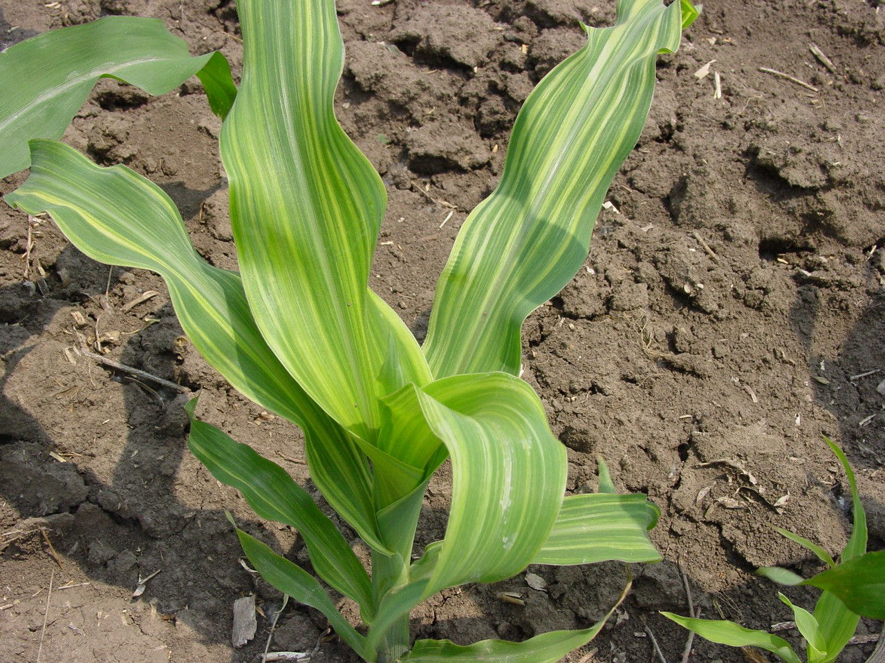 Foliar Symptoms of Corn Nutrient Deficiencies Crop Science US