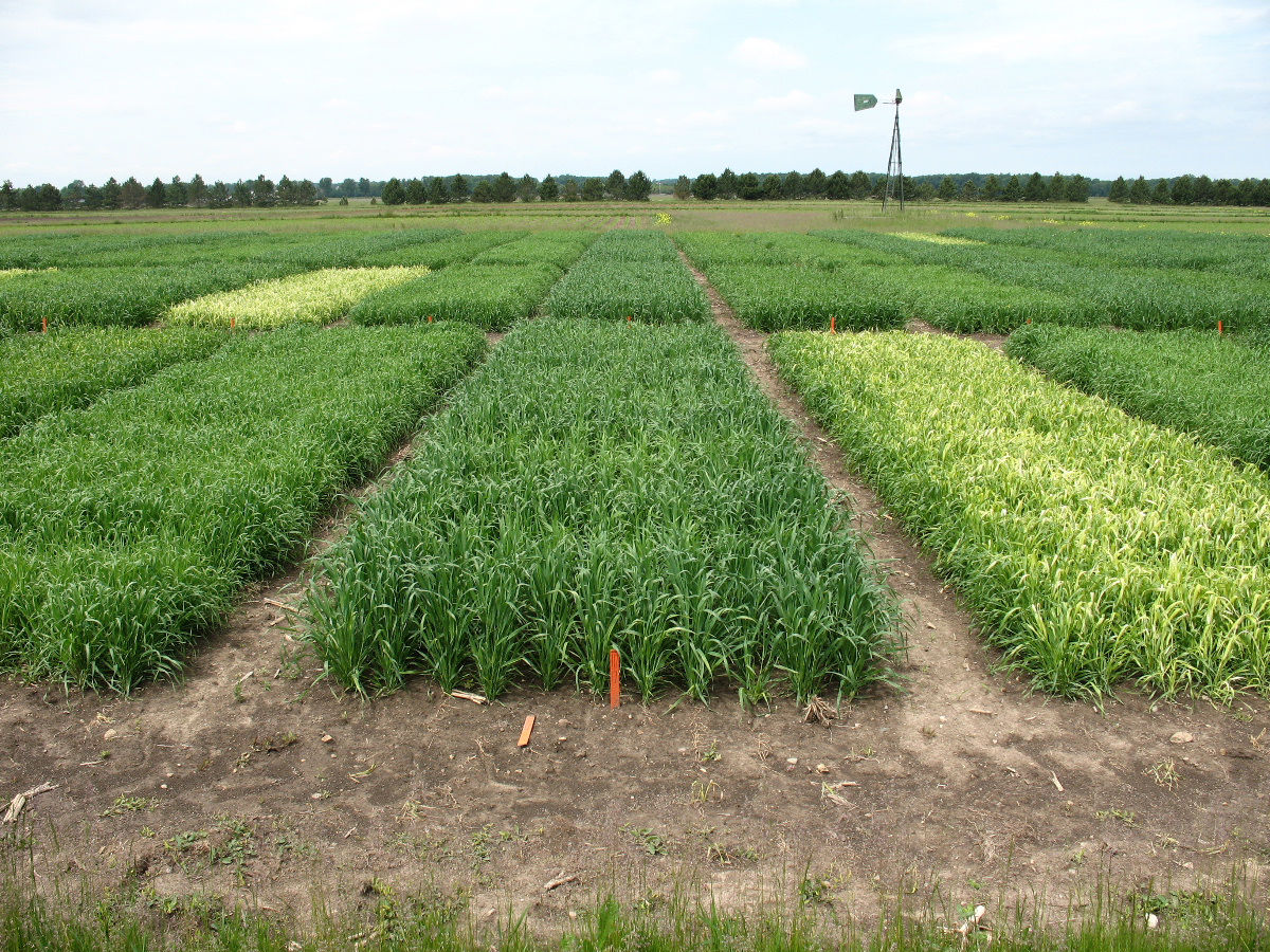 Understanding Cereal Herbicide Modes of Action Crop Science US