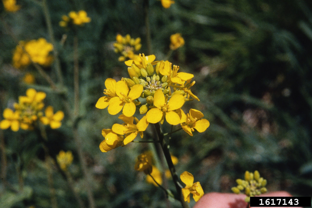 Fall Control of Springtime Yellow Flowered Plants Cressleaf Groundsel