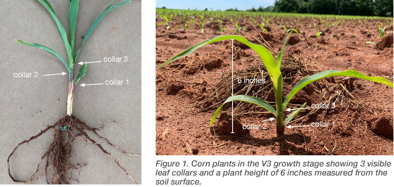 Corn Growth Stage and Herbicide Application Postemergence Crop Science US
