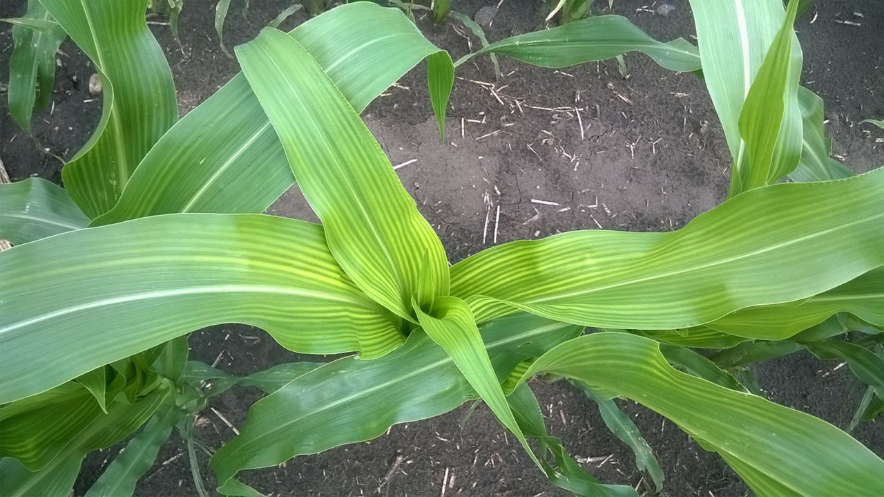Foliar Symptoms of Corn Nutrient Deficiencies Crop Science US