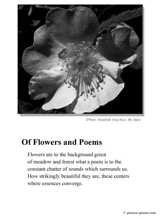 Picture/Poem Poster Of Flowers and Poems