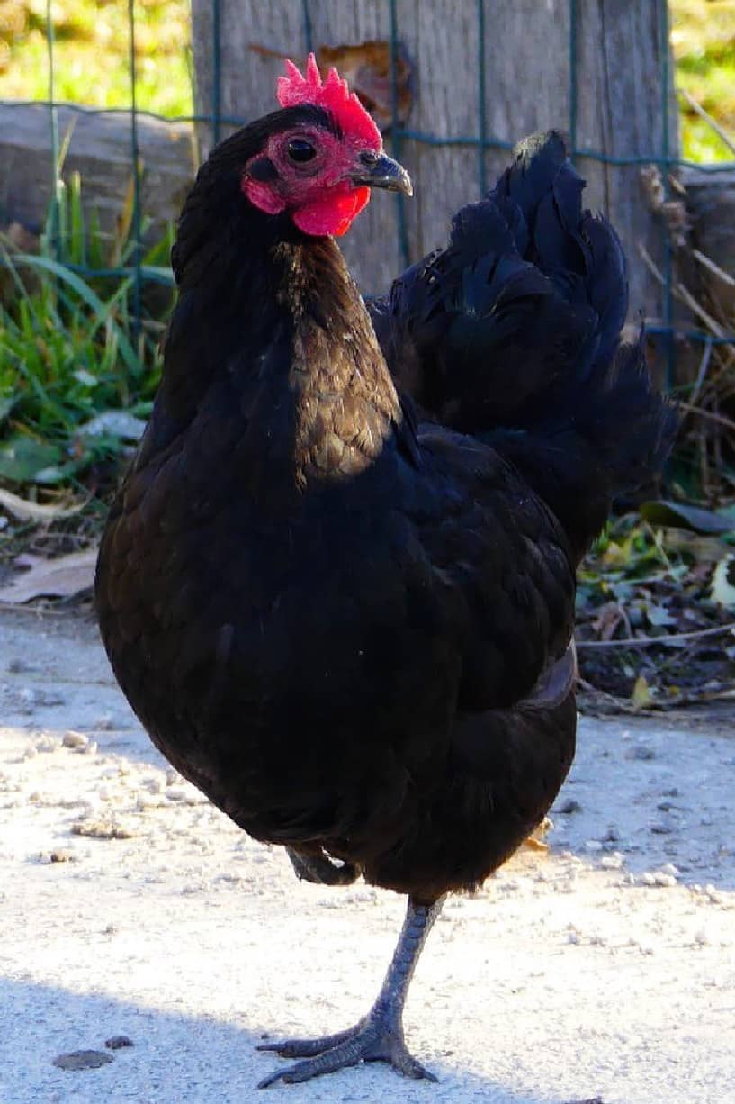 Discover Australorp Chicken Eggs, Height, Size and Raising Tips