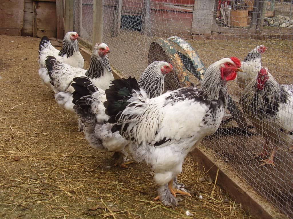 Brahma Chicken Eggs, Height, Size and Raising Tips