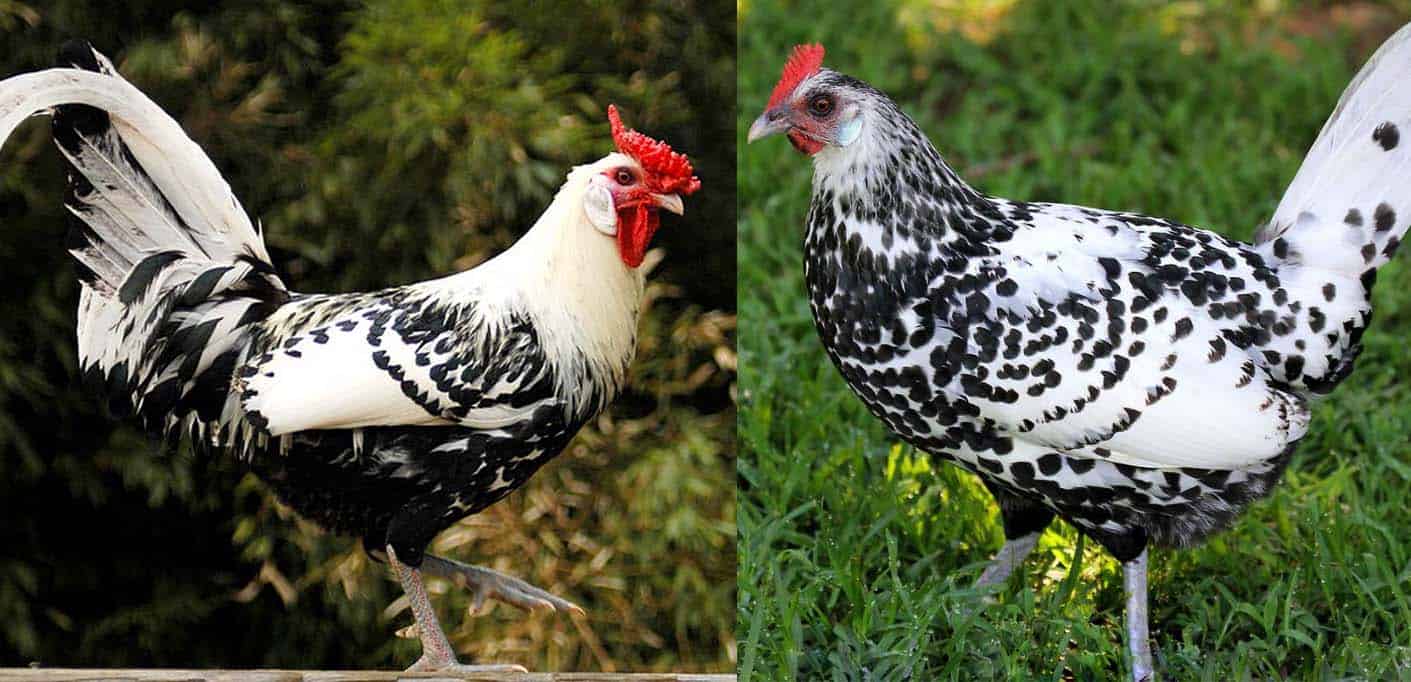 Top 14 Most Beautiful Chicken Breeds (with Pictures)