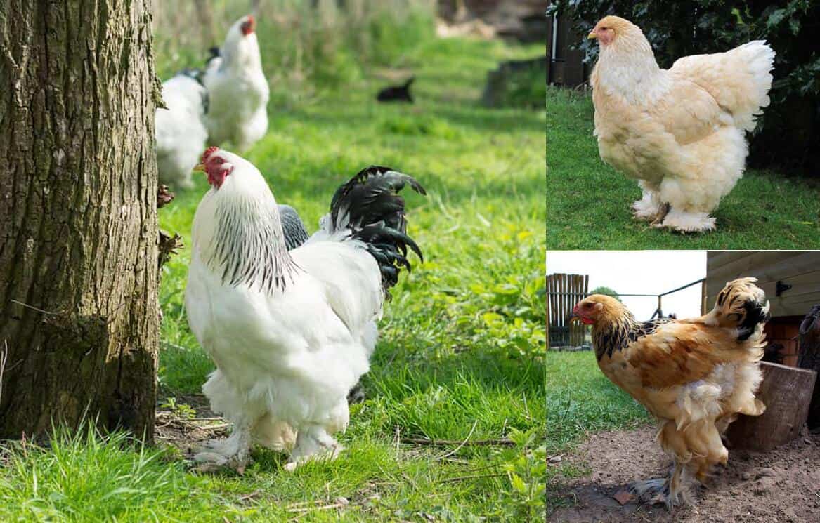Top 14 Most Beautiful Chicken Breeds (with Pictures)