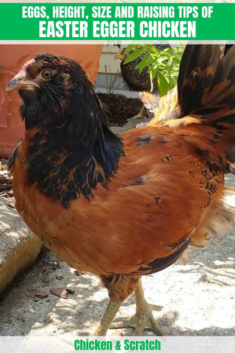 Easter Egger Chicken Appearance, Size, Eggs, Raising and More