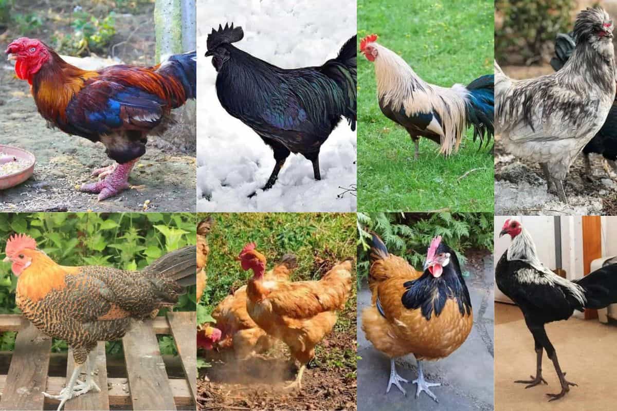 Very Rare Chicken Breeds