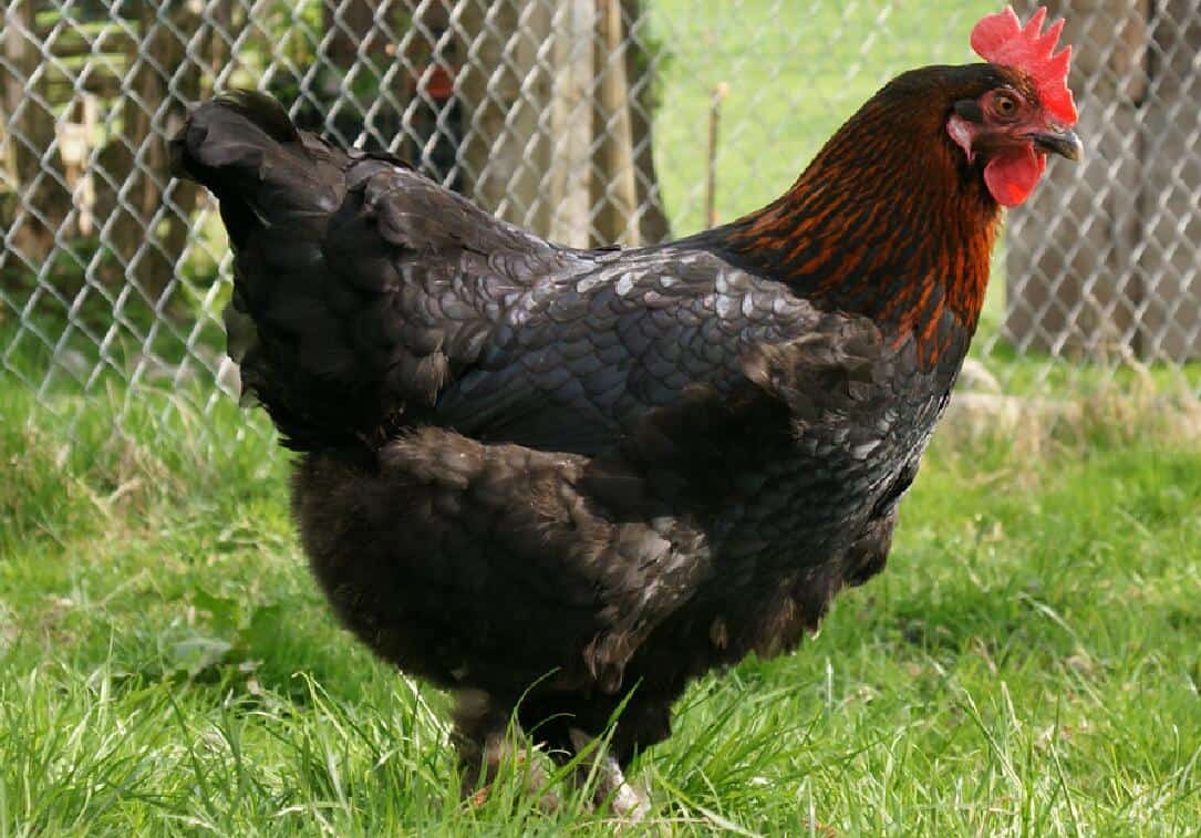 Black Copper Marans History, Appearance, Eggs and Care