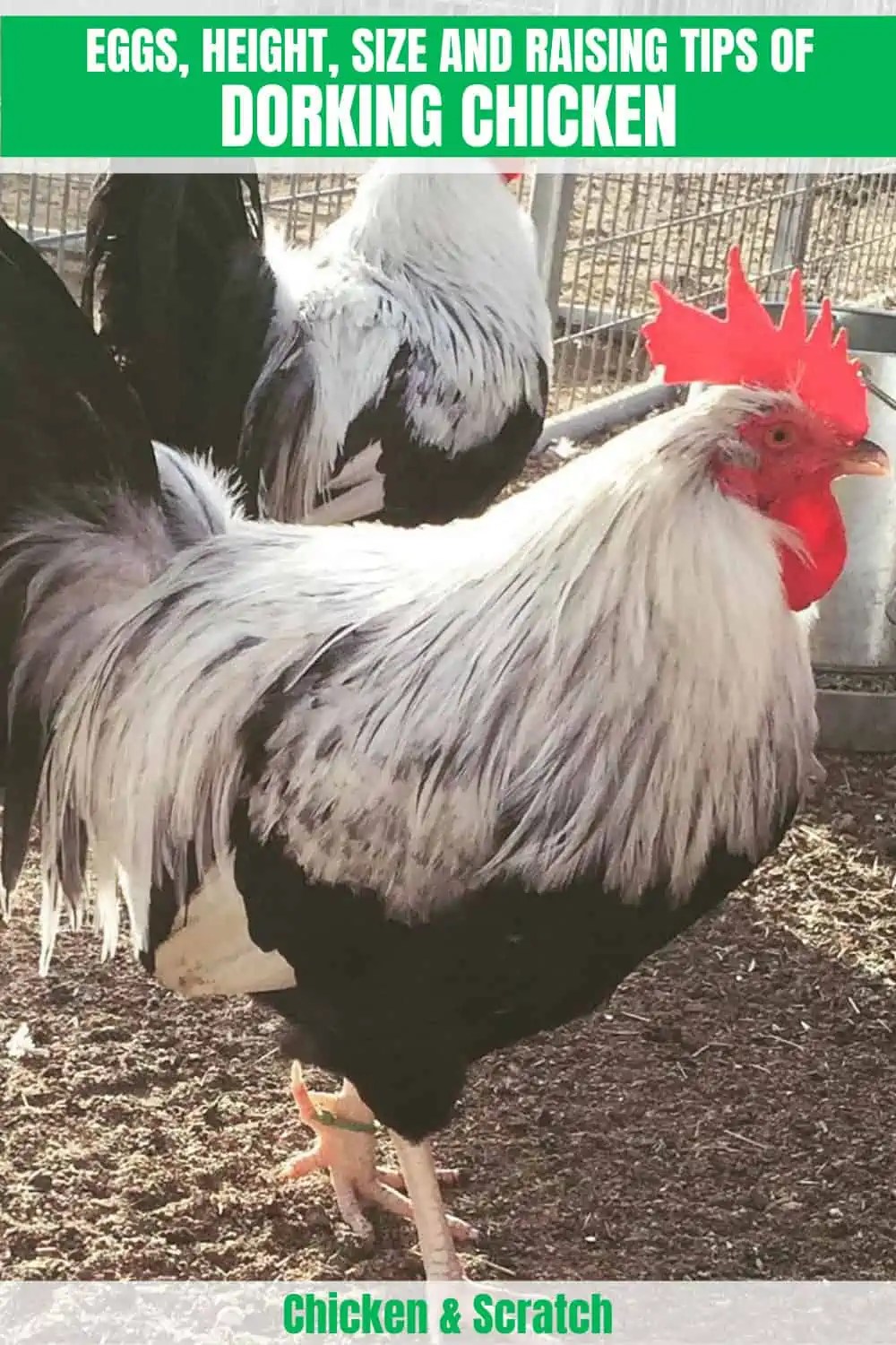 Dorking Chicken Eggs, Height, Size and Raising Tips