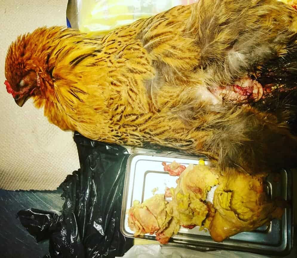 Egg Bound Chicken Causes, Symptoms, Treatment, Prevention