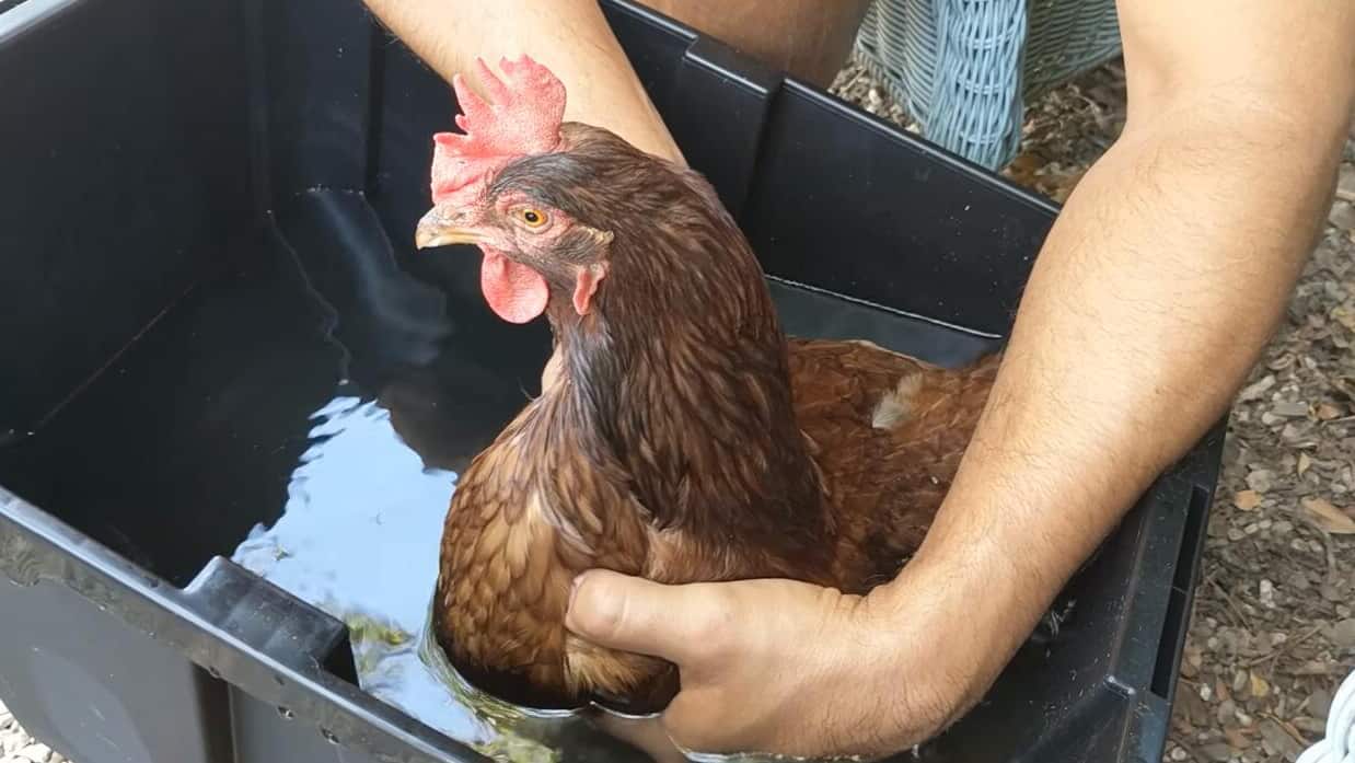 Egg Bound Chicken Causes, Symptoms, Treatment, Prevention