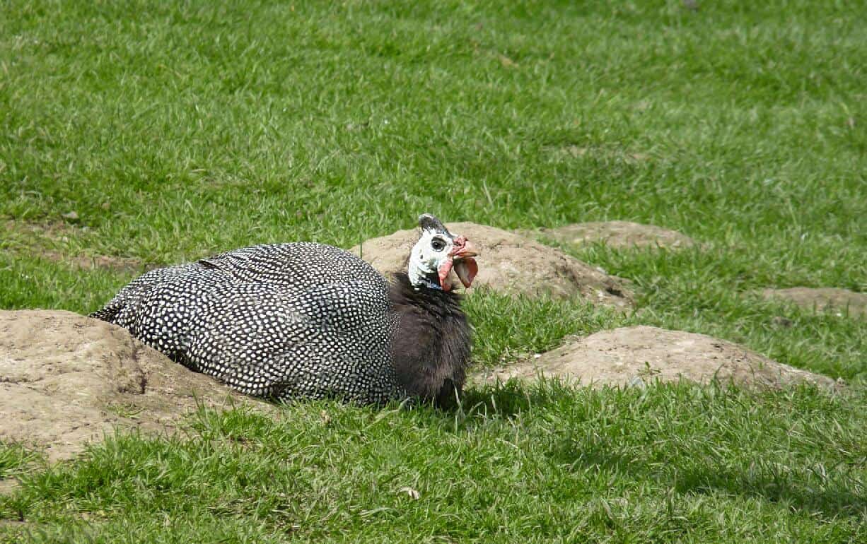 Guinea Fowl Eggs, Height, Size and Raising Tips
