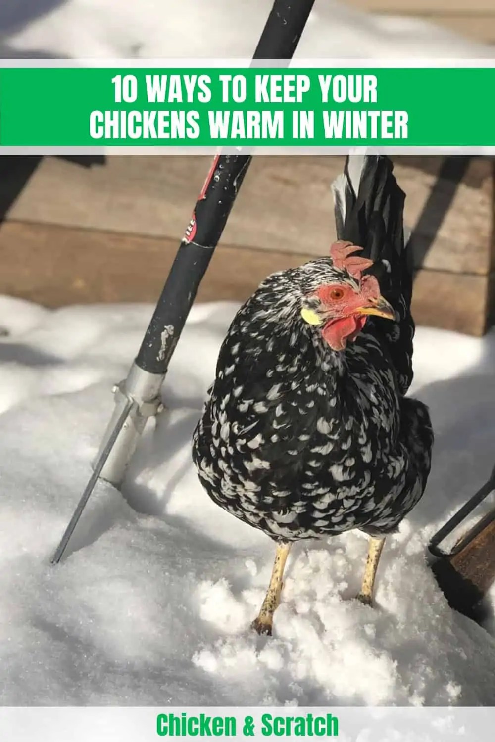 10 Ways to Keep Your Chickens Warm in Winter