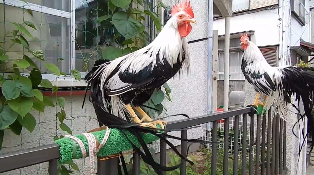 Phoenix Chicken Eggs, Height, Size and Raising Tips