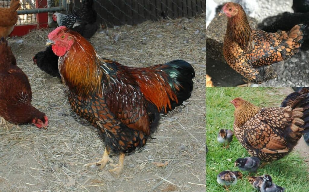 Top 14 Most Beautiful Chicken Breeds (with Pictures)