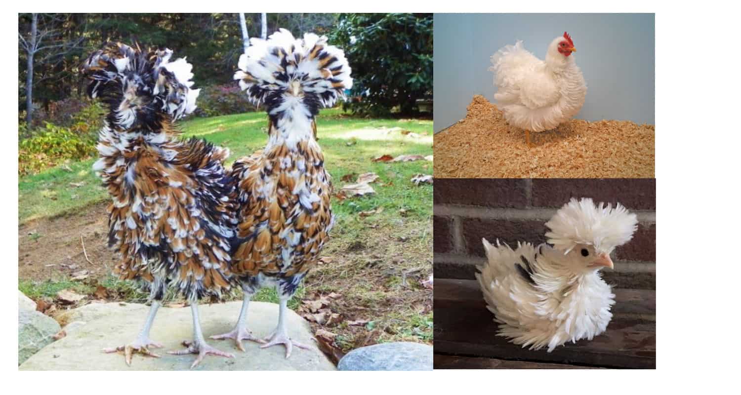 Top 14 Most Beautiful Chicken Breeds (with Pictures)