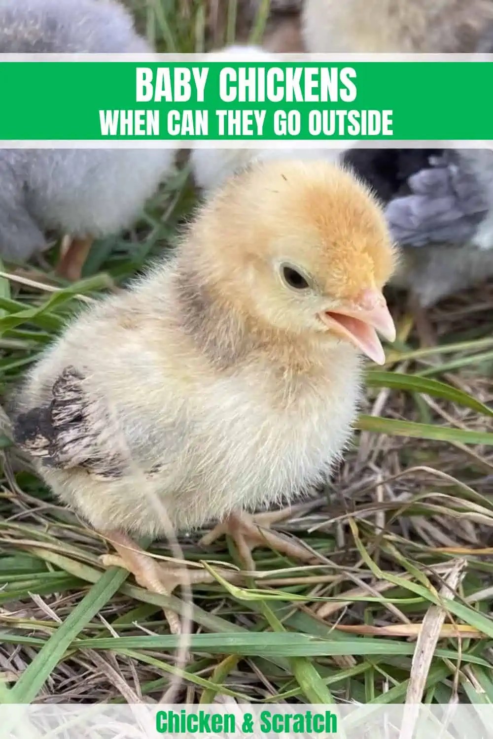 Baby Chicks When Can They Go Outside?