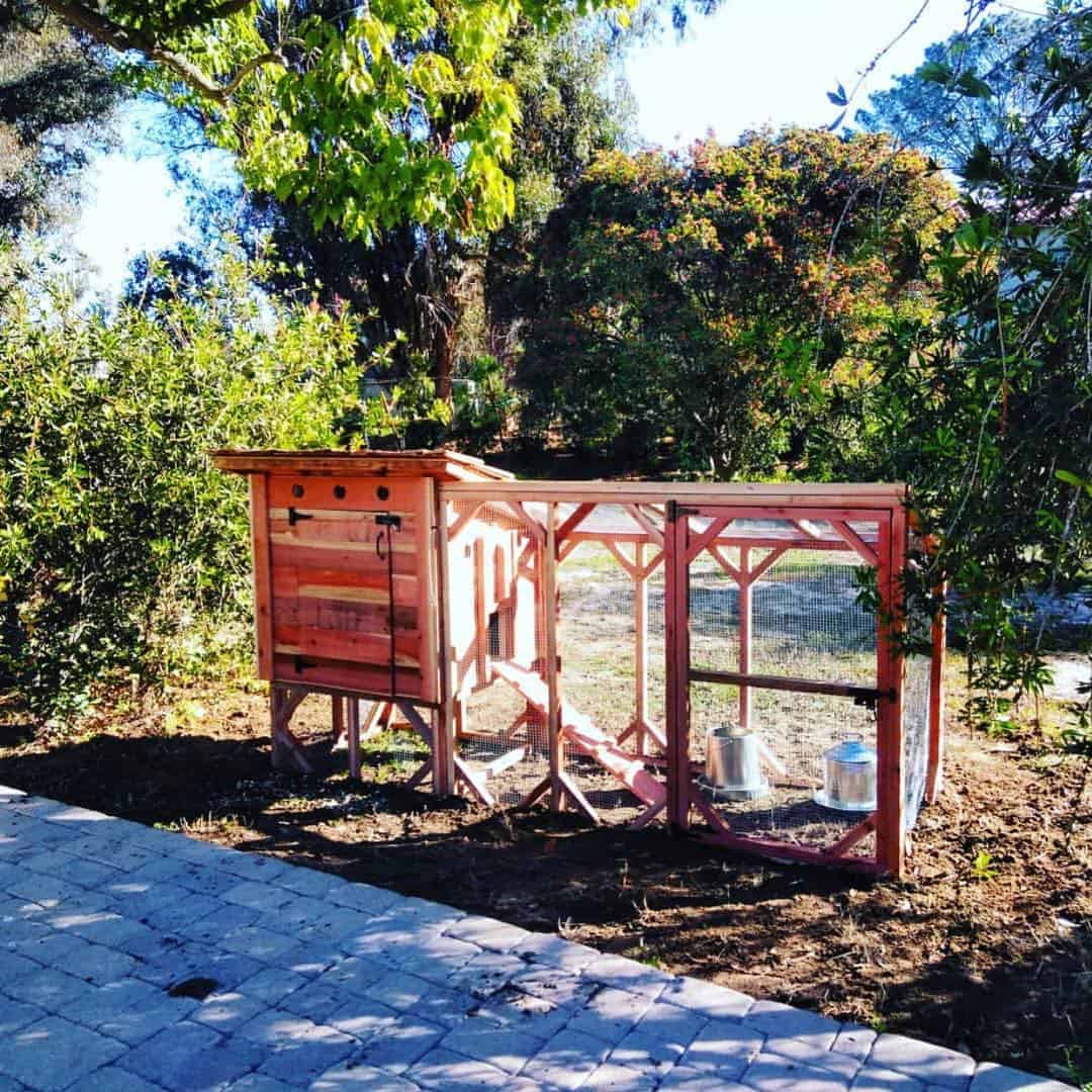 9 Ways to Protect Chickens from Hawks