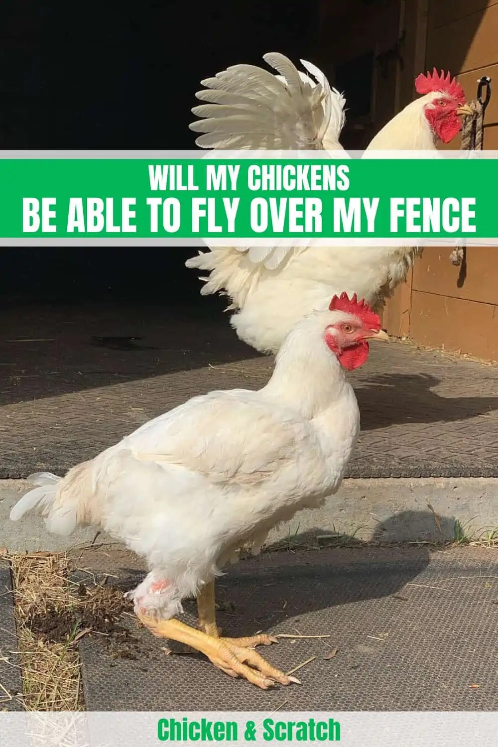 Can Chickens Fly? Discover the Surprising Truth