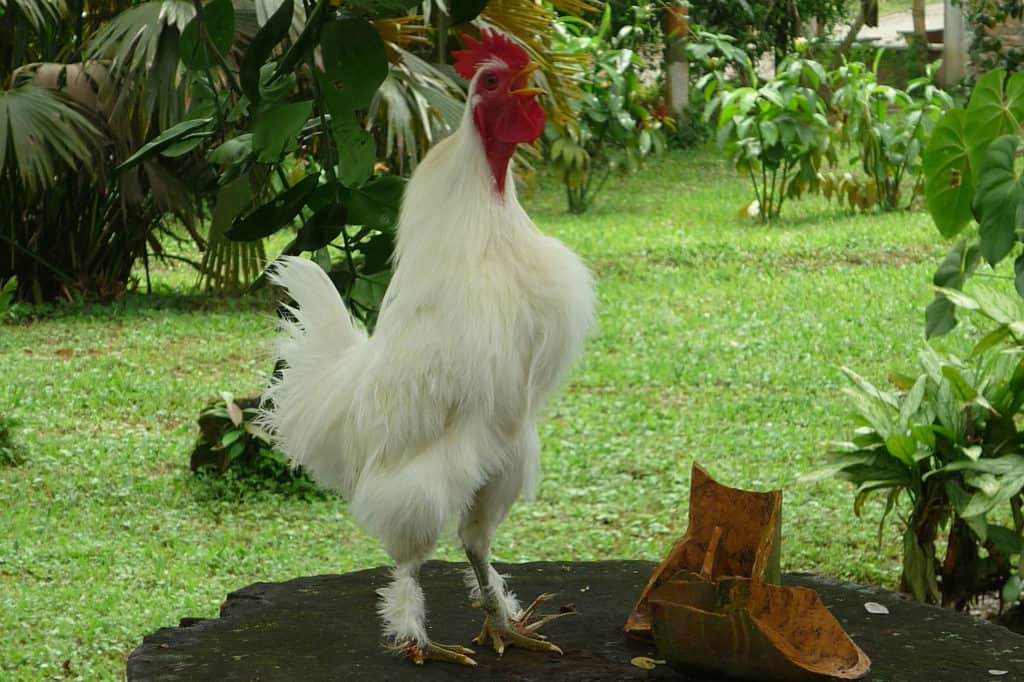 What to Do with Aggressive Roosters?