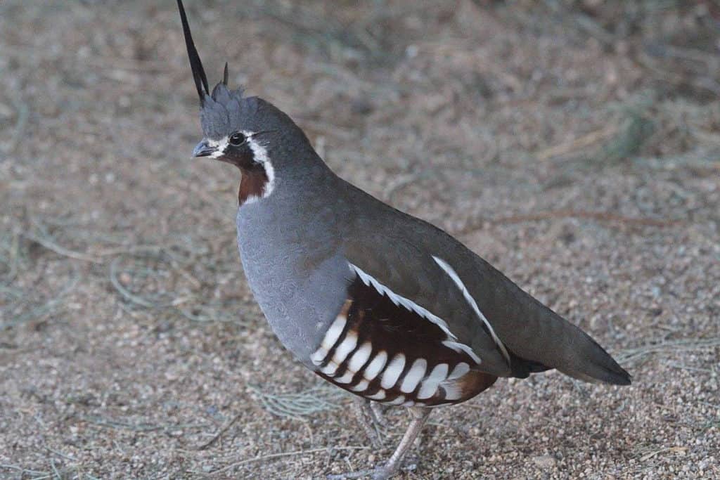 7 Best Quail Breeds to Raise For Eggs, Meat or Hunting (2022)