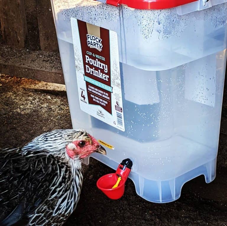10 Best Chicken Waterers Reviews
