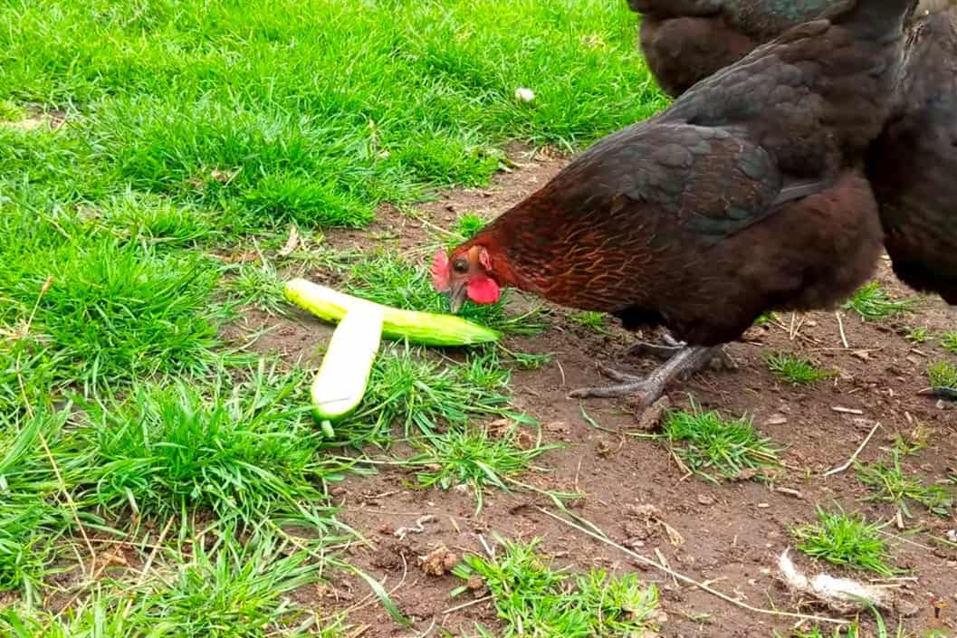 Can Chickens Eat Cucumbers?