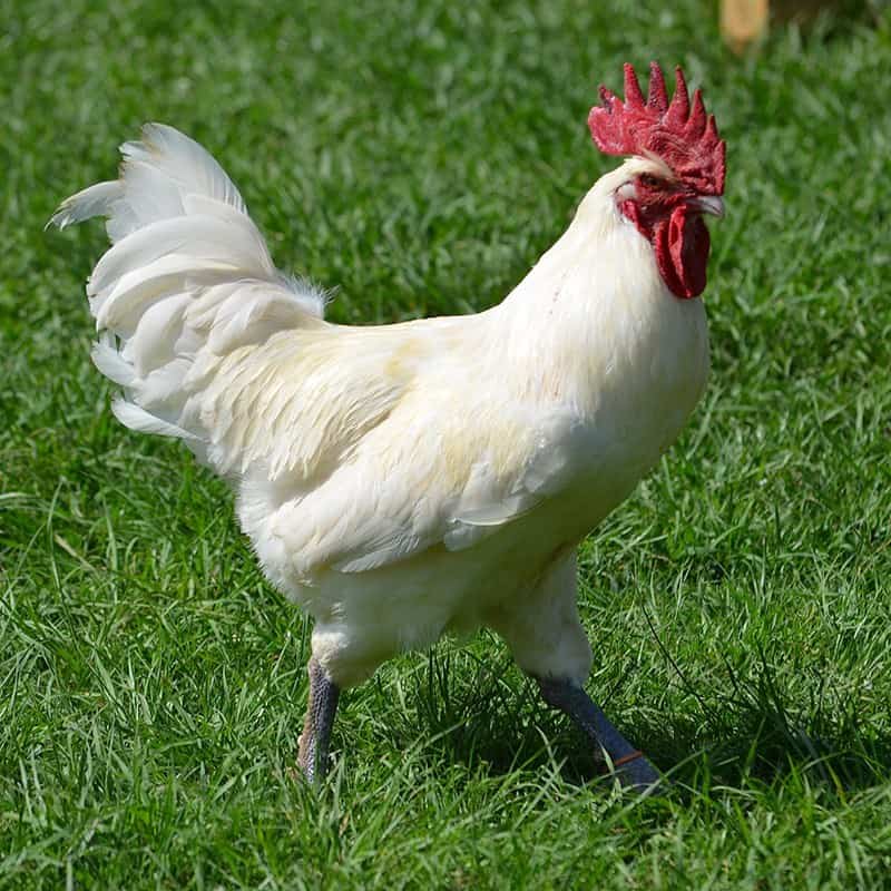 15 Most Expensive Chicken Breeds (With Pictures)