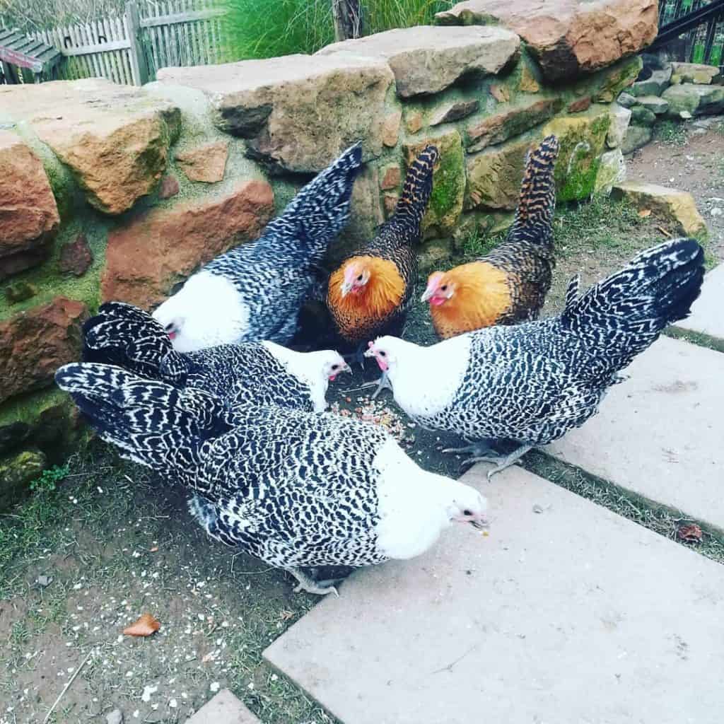 15 Most Expensive Chicken Breeds (With Pictures)