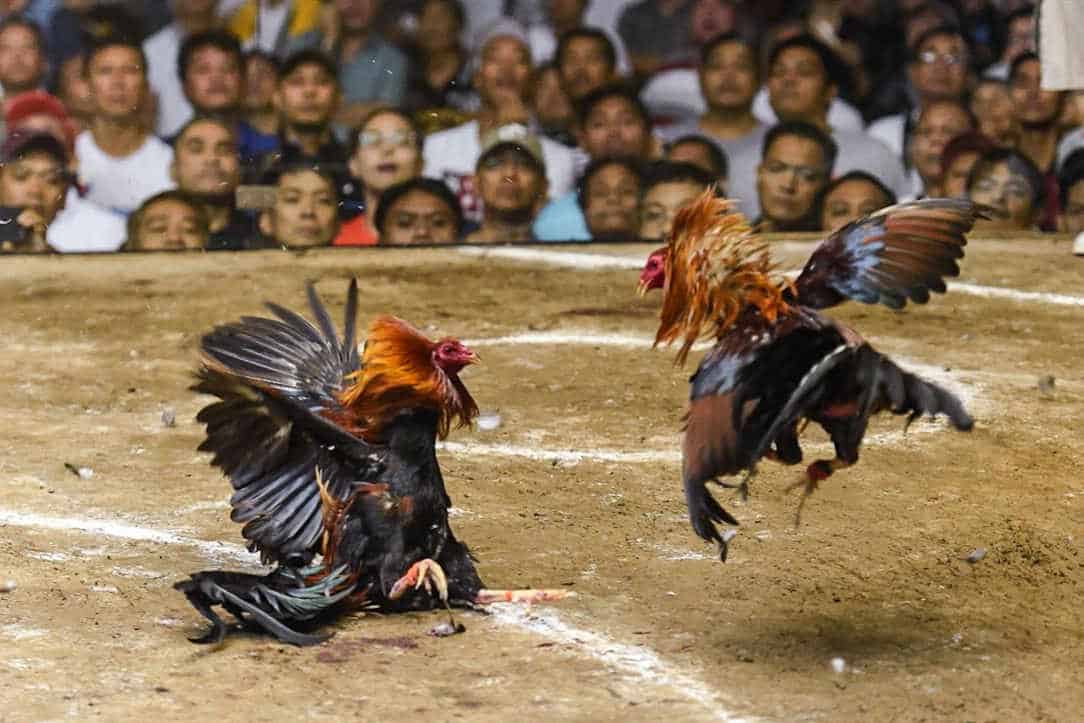 7 Prominent Fighting Chicken Breeds (With Pictures)