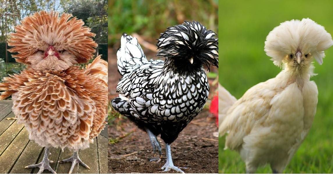 7 Stunning Show Chicken Breeds (with Pictures)