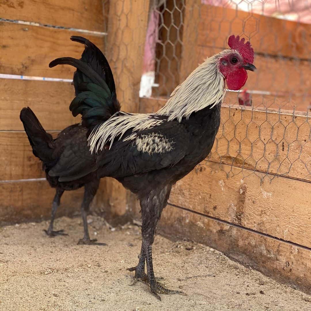 7 Best Fighting Chicken Breeds (With Pictures) (2023)